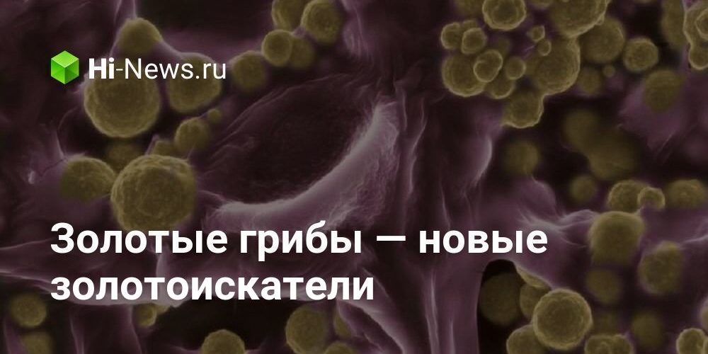 Золотые грибы — новые золотоискатели