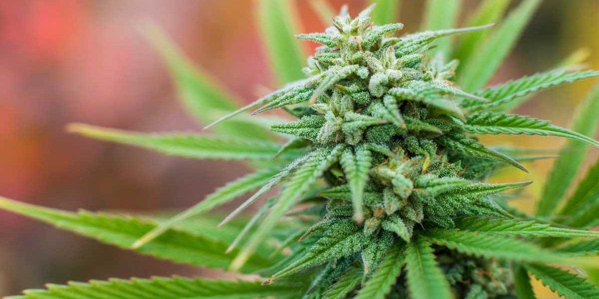 Grandhores инвестора начинает промышленное производство каннабиса