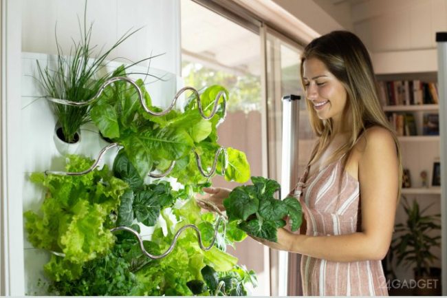 iHarvest – гидропонный домашний сад, вдвое ускоряющий рост овощей (7 фото + видео)