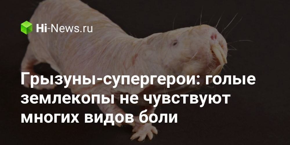 Грызуны-супергерои: голые землекопы не чувствуют многих видов боли