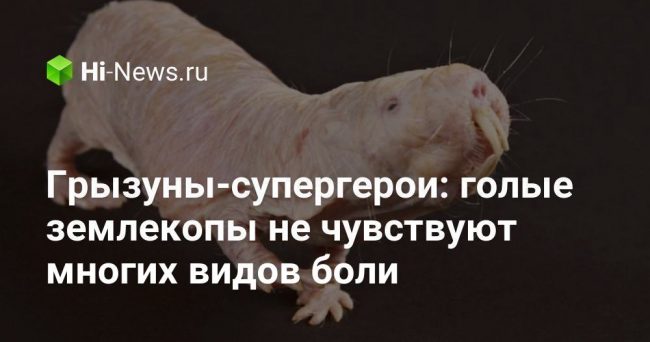 Грызуны-супергерои: голые землекопы не чувствуют многих видов боли