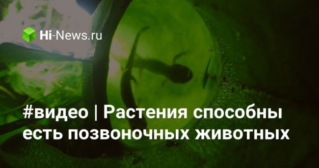 #видеo | Растения способны есть позвоночных животных