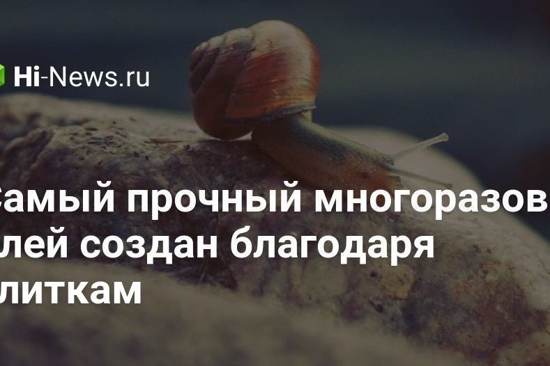 Самый прочный многоразовый клей создан благодаря улиткам