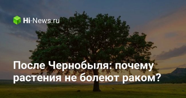 После Чернобыля: почему растения не болеют раком?