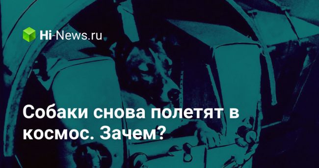 Собаки снова полетят в космос. Зачем?