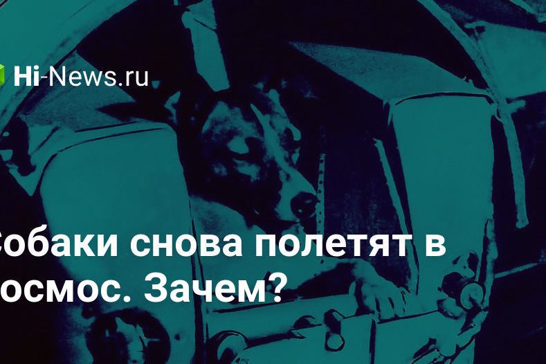 Собаки снова полетят в космос. Зачем?