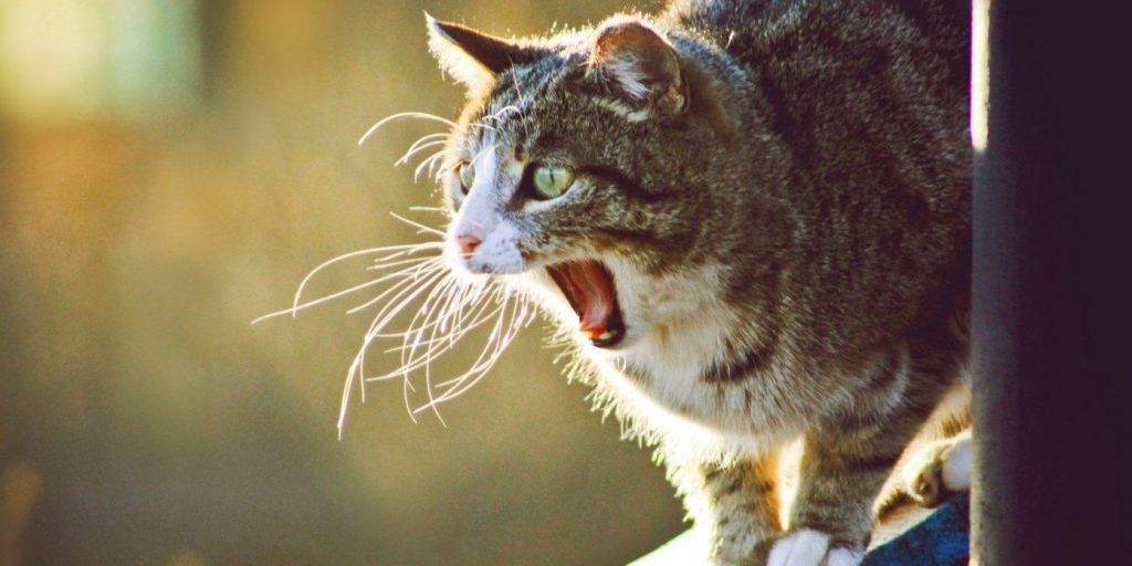 Мама не хотела для тебя судьбы трейдера: биткоин растет — психическое здоровье падает