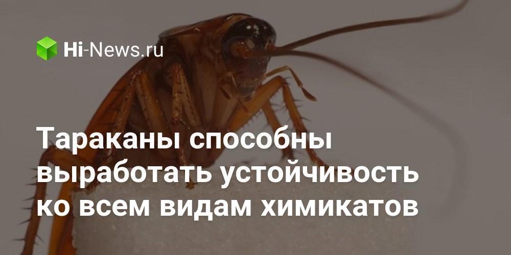 Тараканы способны выработать устойчивость ко всем видам химикатов