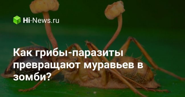 Как грибы-паразиты превращают муравьев в зомби?