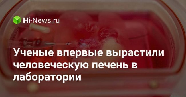 Ученые впервые вырастили человеческую печень в лаборатории