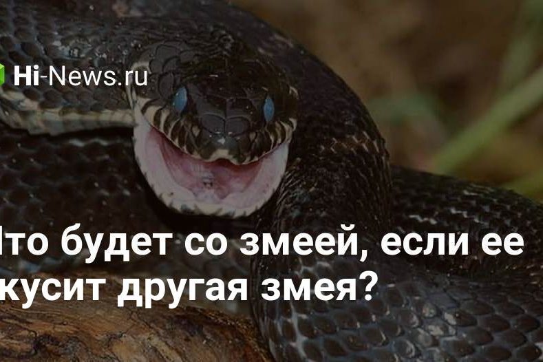 Что будет со змеей, если ее укусит другая змея?