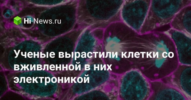 Ученые вырастили клетки со вживленной в них электроникой