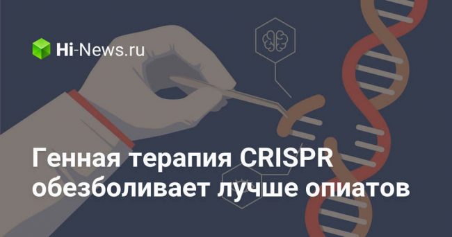 Генная терапия CRISPR обезболивает лучше опиатов