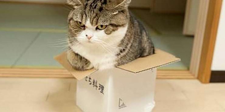 Почему коты так любят сидеть / ложиться в небольшие пространства (коробки, пакеты и тд)