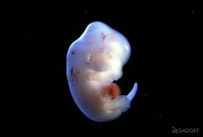 В Японии могут создать гибрид человека и животного » 24Gadget.Ru :: Гаджеты и технологии