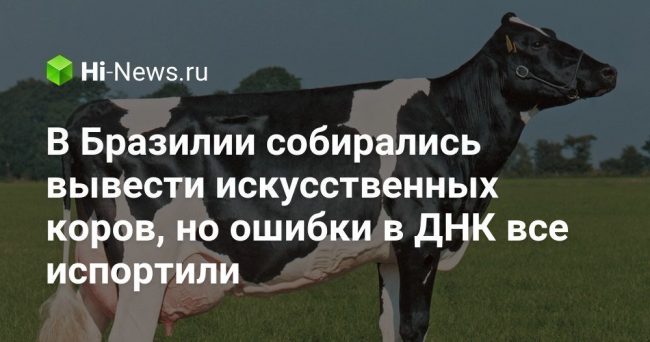 В Бразилии собирались вывести искусственных коров, но ошибки в ДНК все испортили