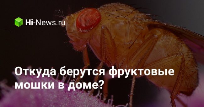 Откуда берутся фруктовые мошки в доме?