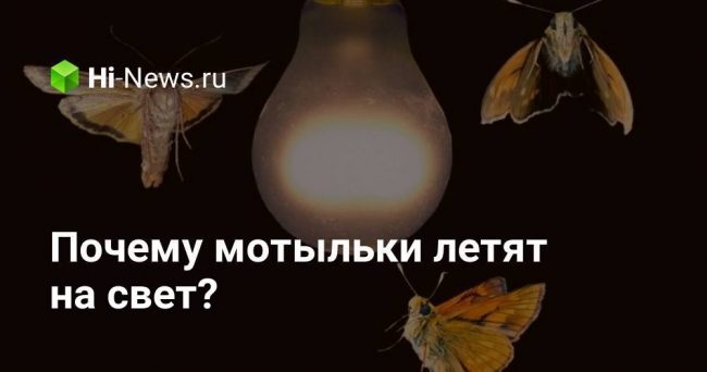 Почему мотыльки летят на свет?