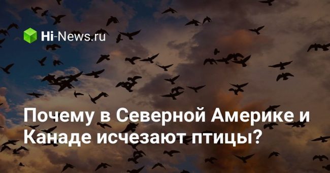 Почему в Северной Америке и Канаде исчезают птицы?