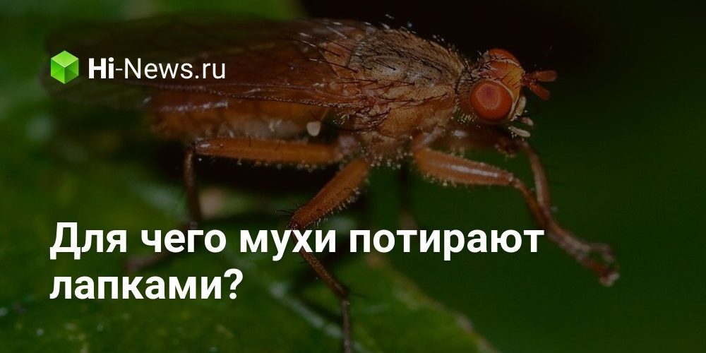 Для чего мухи потирают лапками?