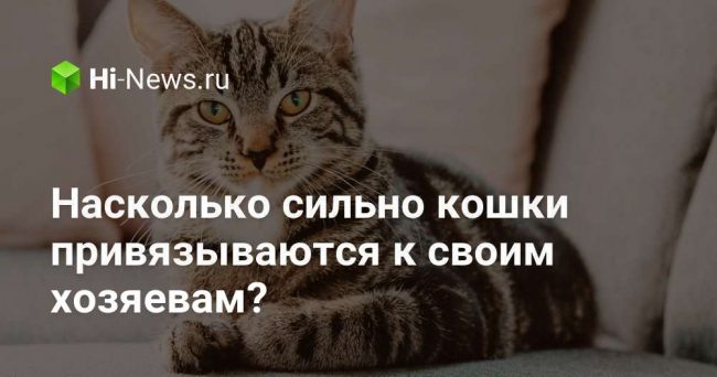 Насколько сильно кошки привязываются к своим хозяевам?