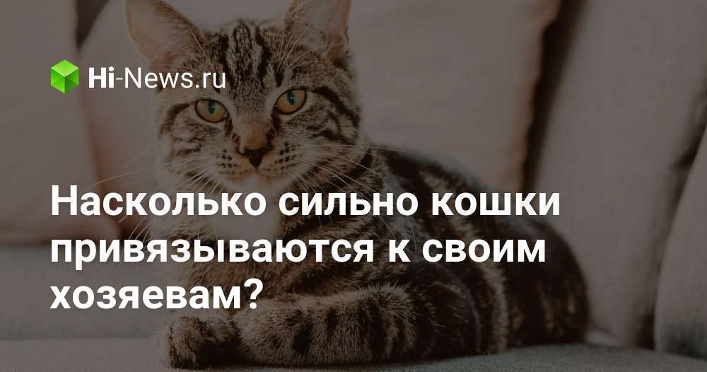 Насколько сильно кошки привязываются к своим хозяевам?