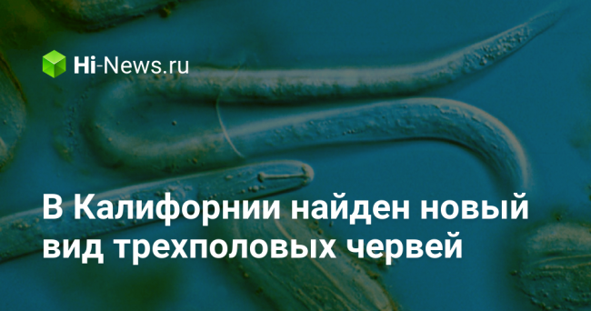В Калифорнии найден новый вид трехполовых червей