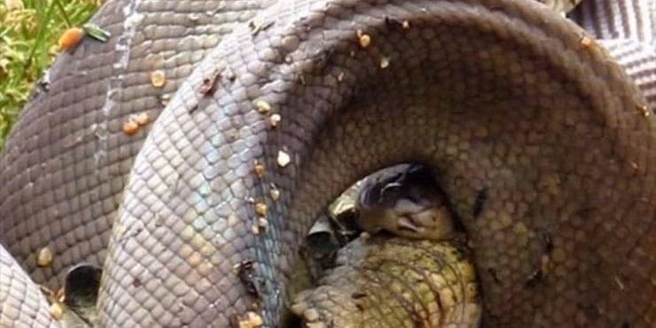 Животные и насекомые, или 30 причин не ехать в Австралию