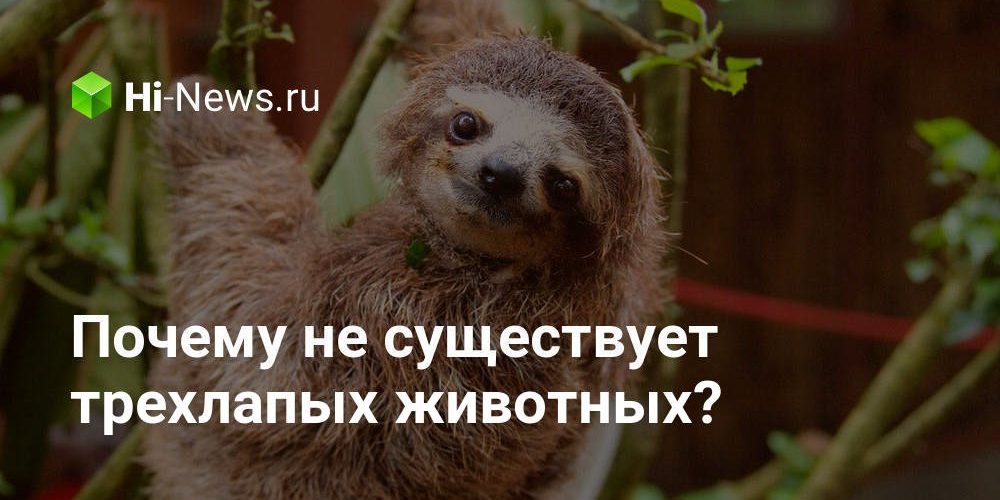 Почему не существует трехлапых животных?