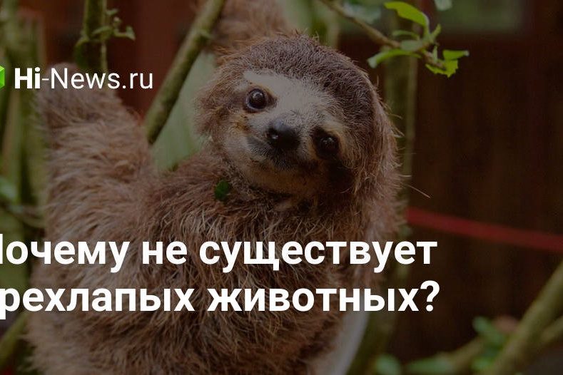 Почему не существует трехлапых животных?