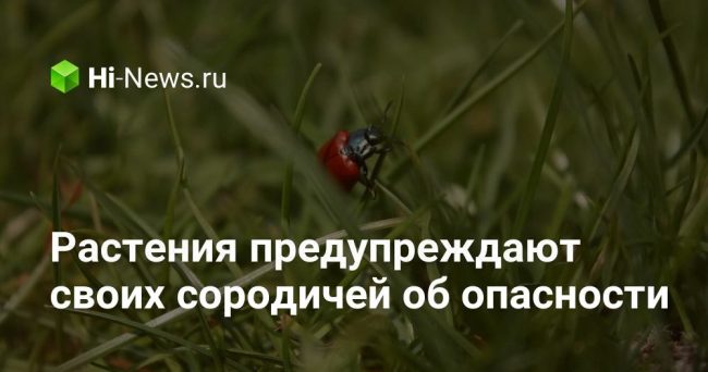 Растения предупреждают своих сородичей об опасности