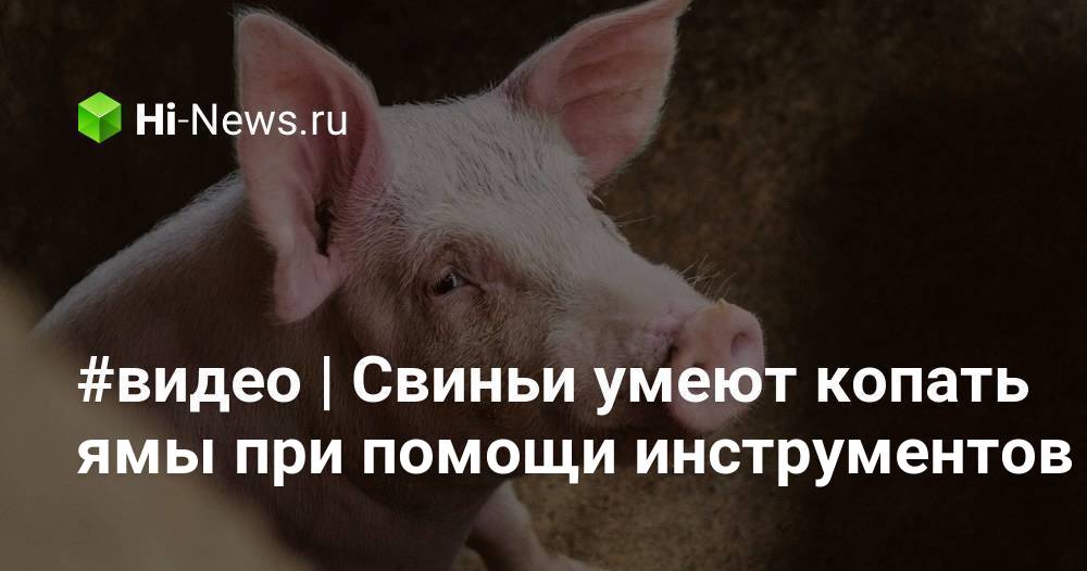 #видео | Свиньи умеют копать ямы при помощи инструментов