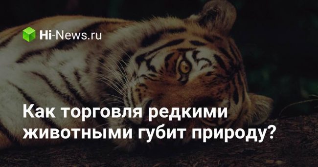 Как торговля редкими животными губит природу?