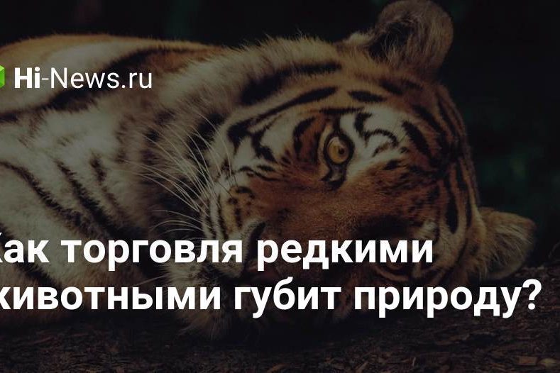 Как торговля редкими животными губит природу?