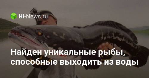Найдены уникальные рыбы, способные выходить из воды