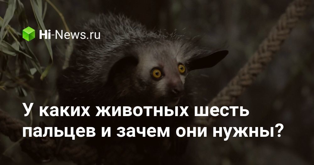 У каких животных шесть пальцев и зачем они нужны?