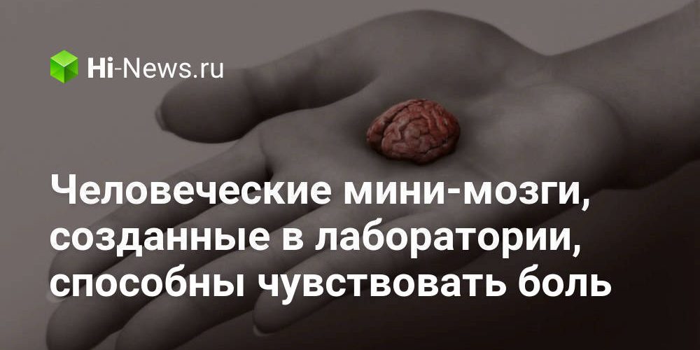 Человеческие мини-мозги, созданные в лаборатории, способны чувствовать боль