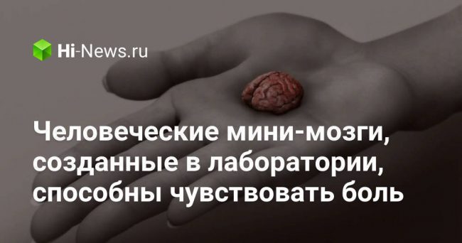 Человеческие мини-мозги, созданные в лаборатории, способны чувствовать боль