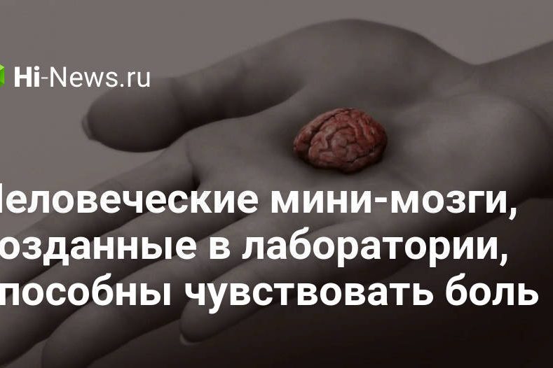 Человеческие мини-мозги, созданные в лаборатории, способны чувствовать боль