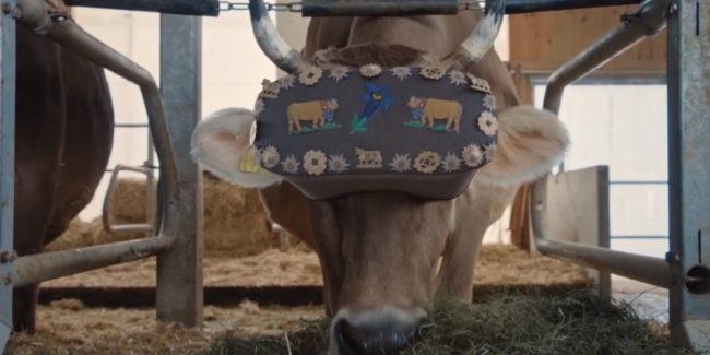 Читаете, что коровы пасутся в VR-очках? Не верьте, это похоже на вброс