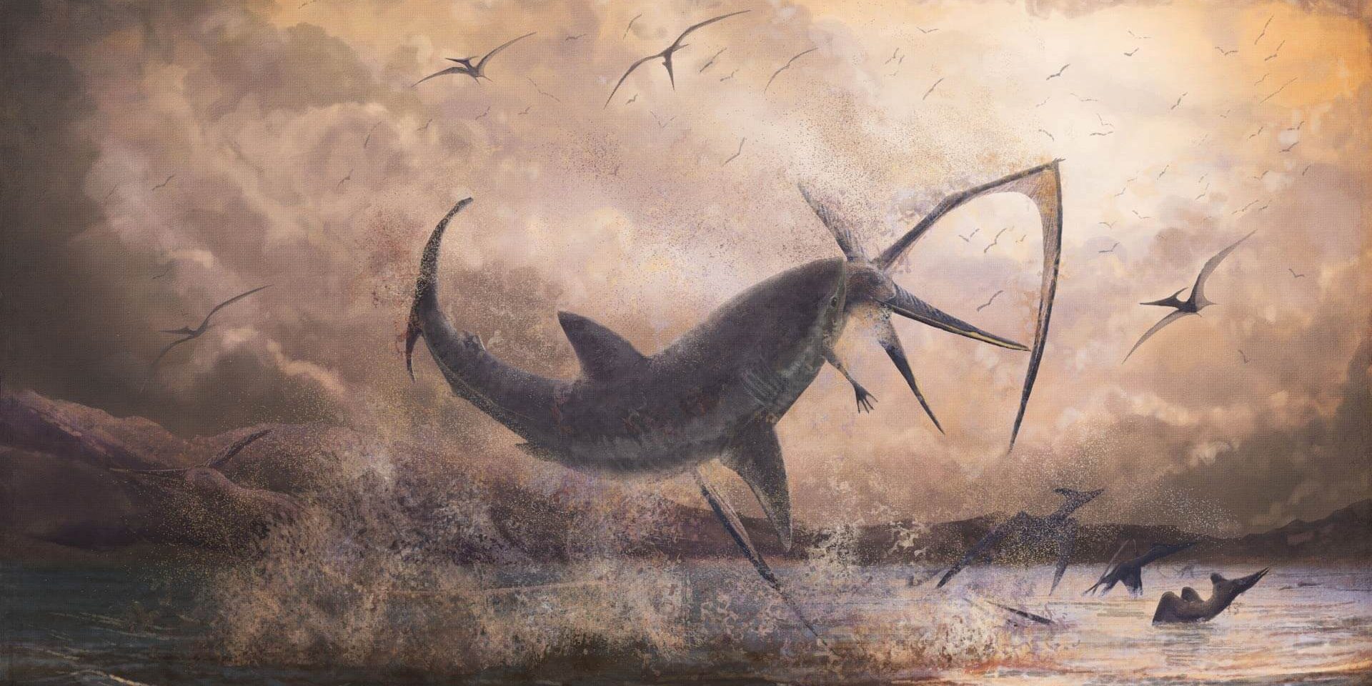 Найдены останки неизвестного ранее вида акул