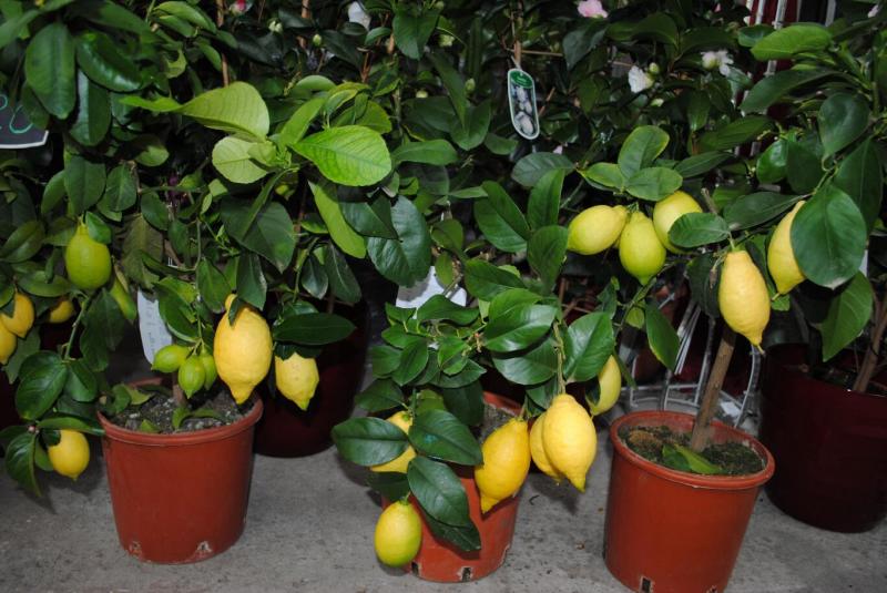 Три горшка с лимонными деревьями