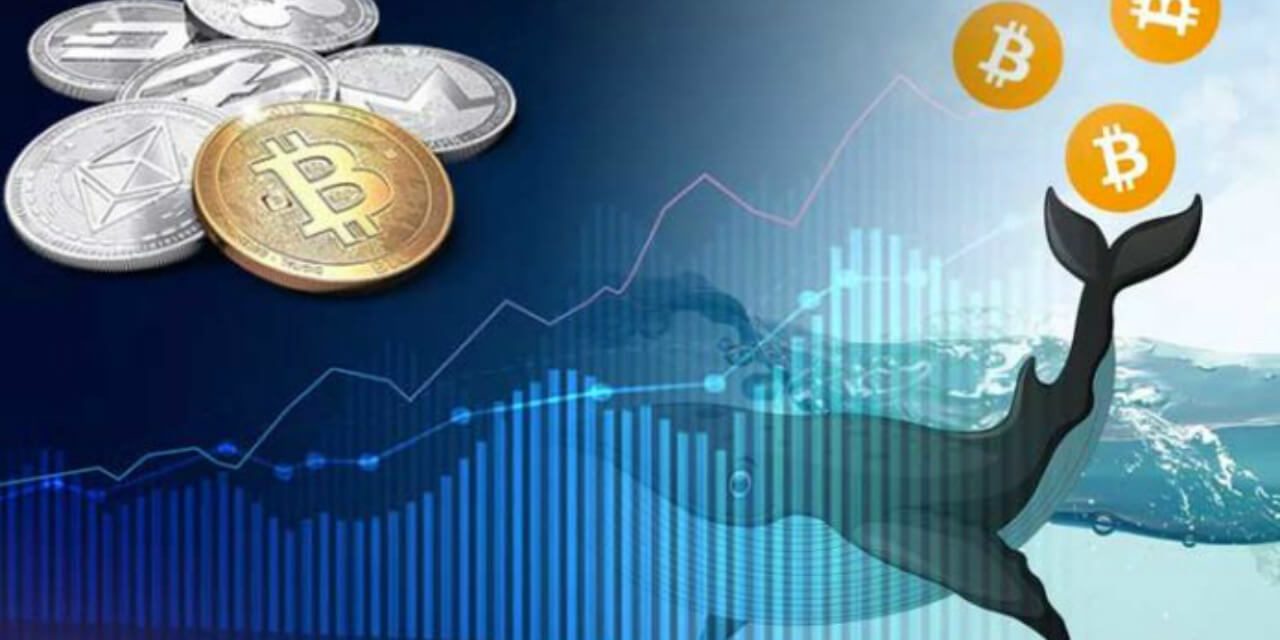 Киты закупили криптовалюту на $300 миллионов✍