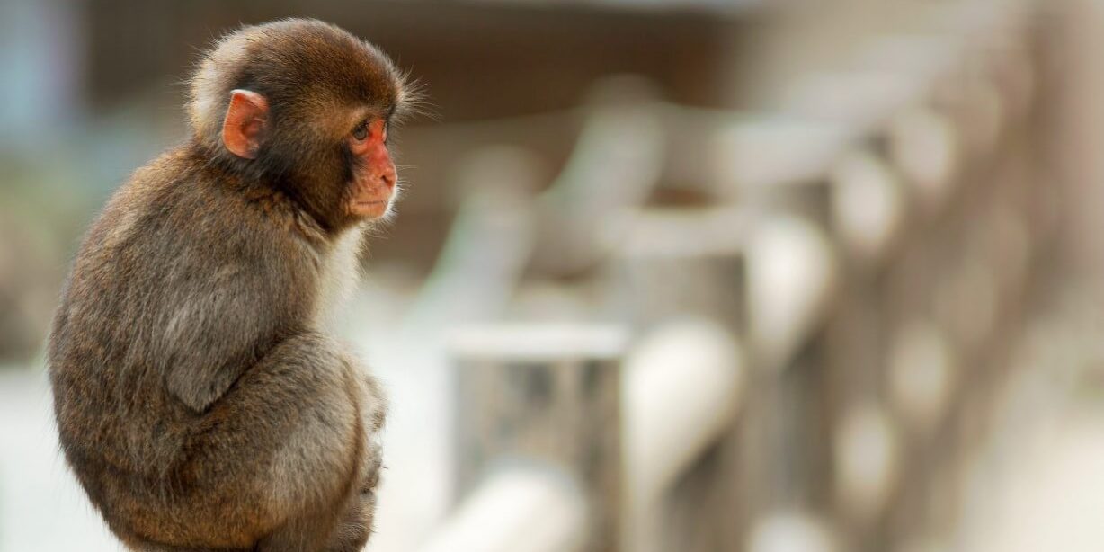 Мозговой имплантат может вытащить людей из комы