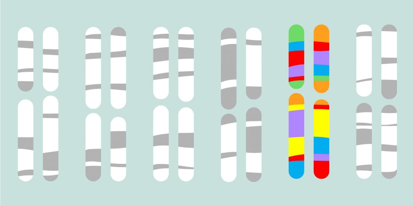 Определяют ли гены сексуальную ориентацию?