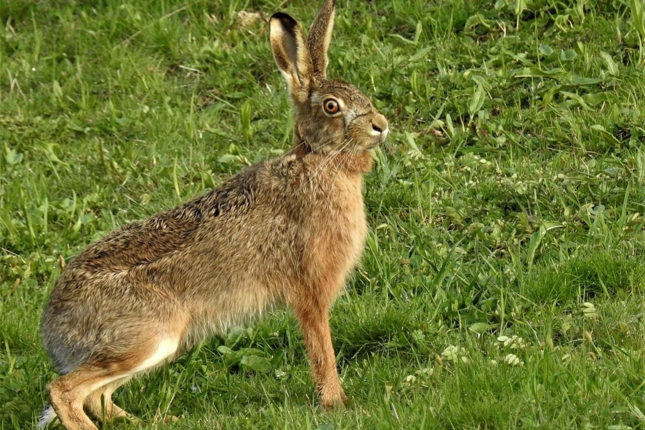 Самые быстрые животные в мире