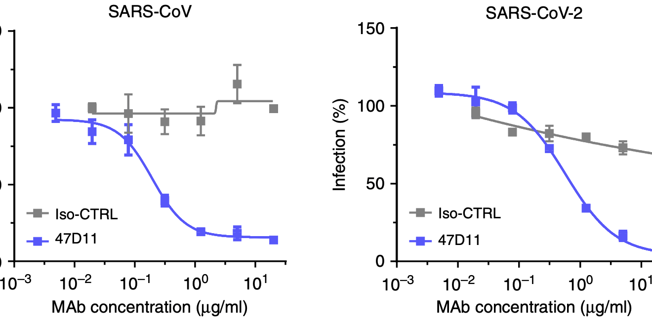 Ученые впервые создали антитела, которые могут уничтожить коронавирус