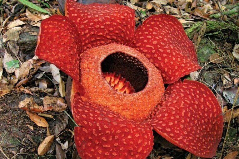 5 самых необычных растений на Земле