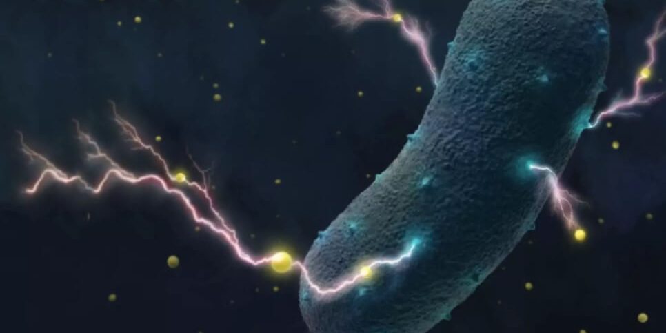 Чем могут питаться бактерии, когда вокруг ничего нет?