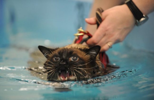 Почему кошки боятся воды?